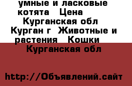 умные и ласковые котята › Цена ­ 300 - Курганская обл., Курган г. Животные и растения » Кошки   . Курганская обл.